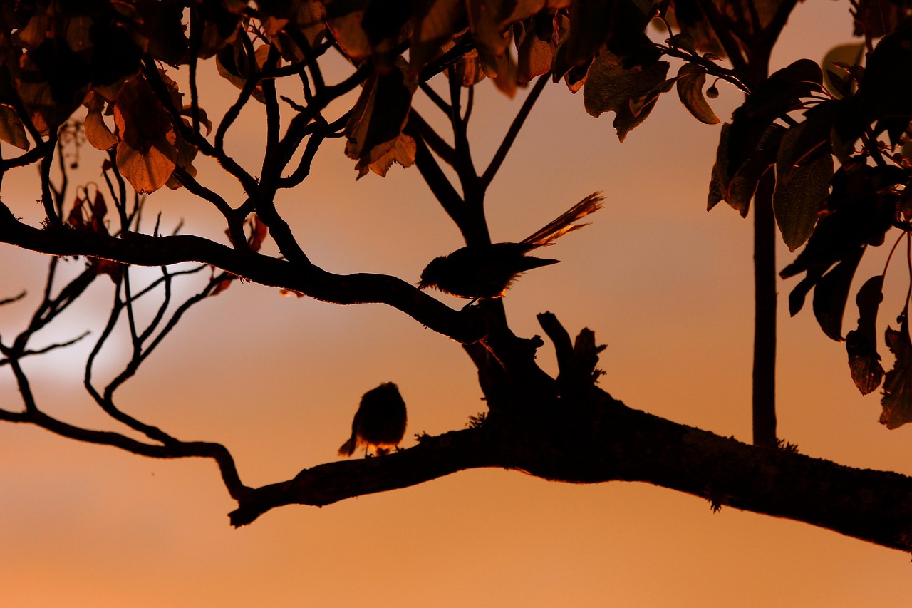 New zealand fantail, birds, silhouette — Discover Online Baccarat, a Game That Combines Luck, Strategy, and Big Winning Poten